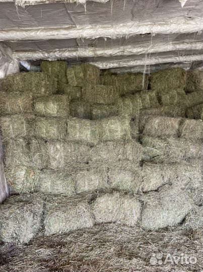 Продам сено в кипах