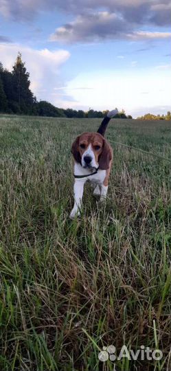 Бигль вязка