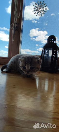 Котята