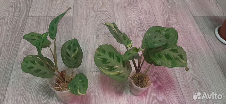 Маранта керховена триколор