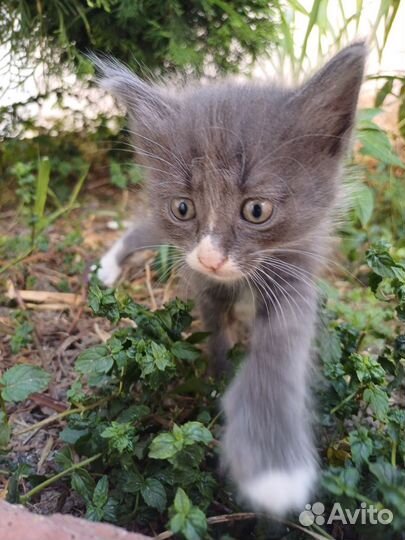Серый котёнок