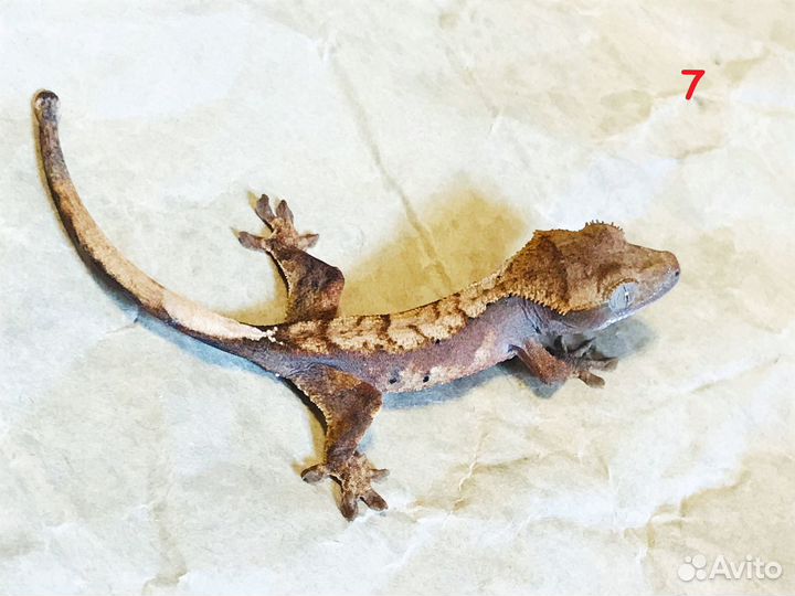 Реснитчатый геккон бананоед