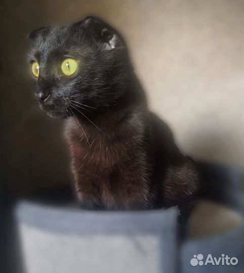 Эля - 