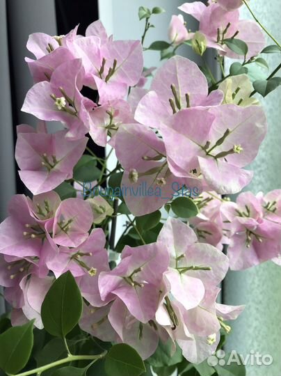 Бугенвиллея