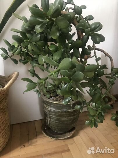 Продам цветы комнатные