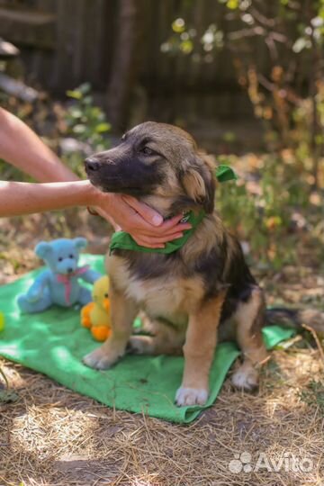 Щенок подросток в добрые руки