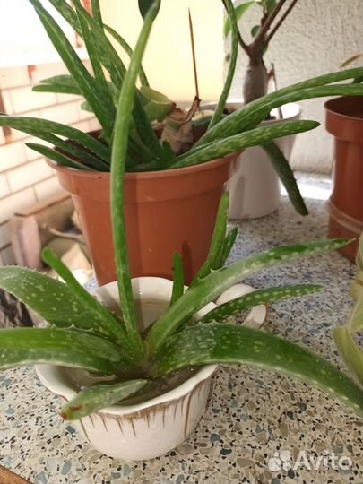 Алоэ вера растение