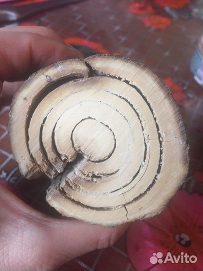 Бивень мамонта фрагмент