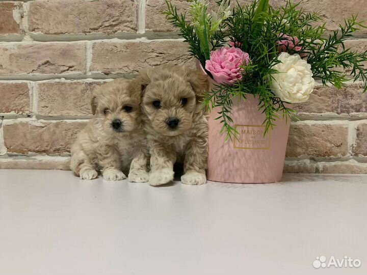 Мальтипу мини