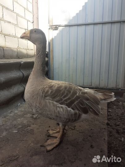 Холмогорские гуси. Тульские гуси