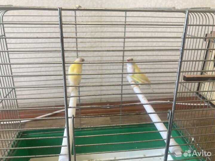 Пара гульдов 2023 год