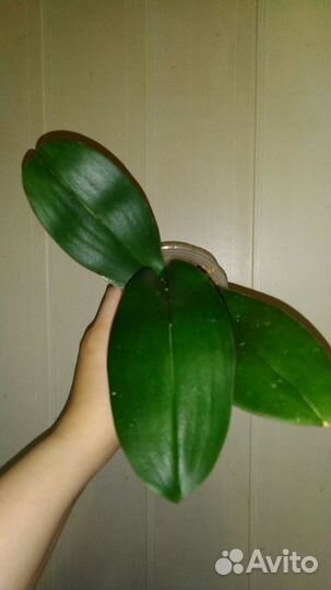 Орхидея Miki Gorgeous