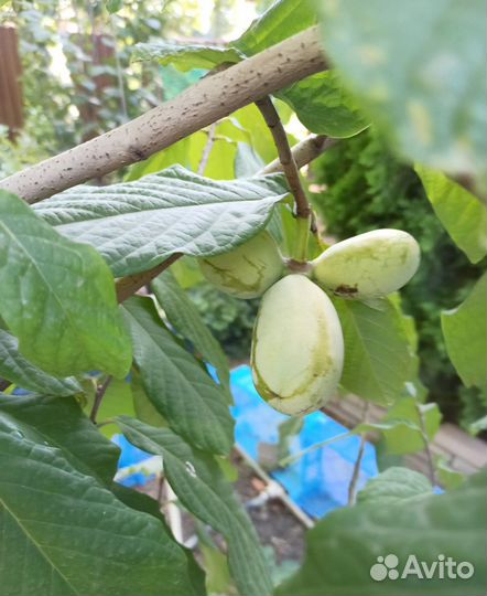 Азимна семена