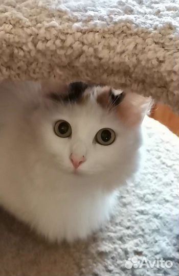 Очень красивая кошка