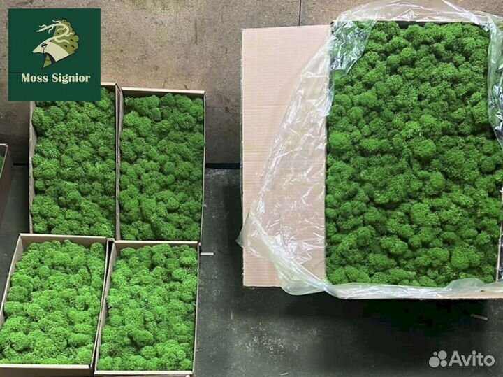 Стабилизированный мох ягель, кочка, пласт. Панно