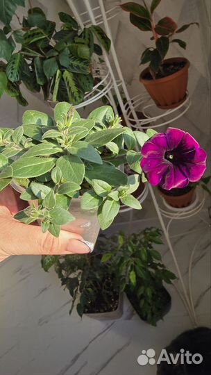 Черенки петуньи