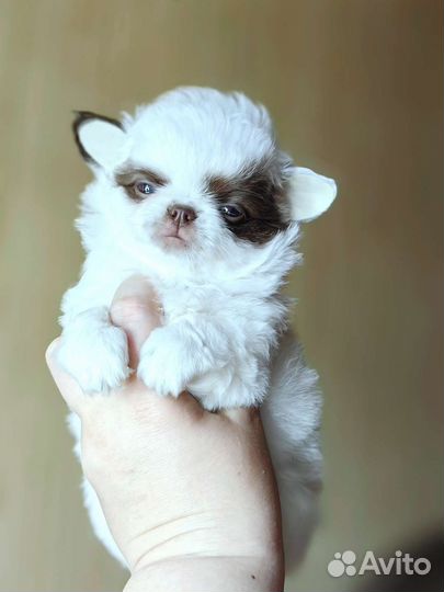 Щенки чихуахуа девочки длинношерстные