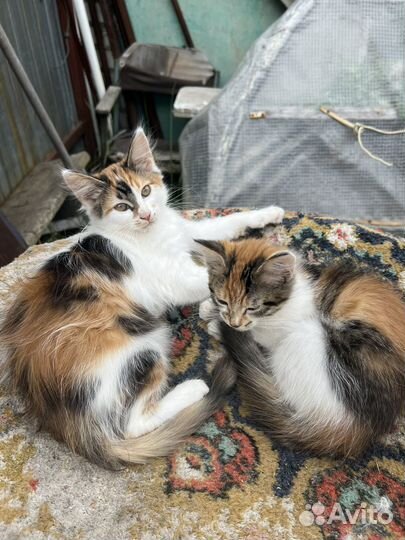 Кошка в дар