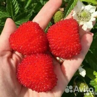 Тибетская малина саженцы