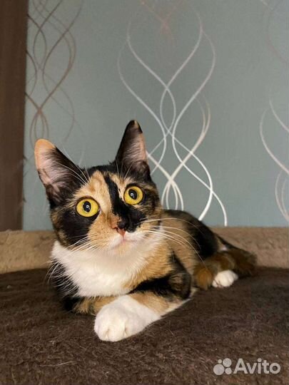 Отдам кошку и кота