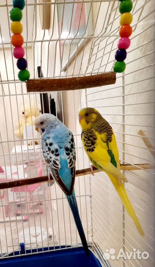 Волнистые попугаи с клеткой/ клетка для попугаев
