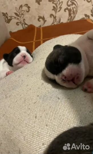 Щенки французского бульдога