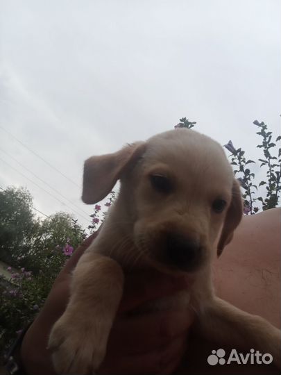 Щенки лабрадора