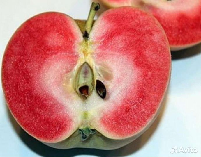 Красномясая яблоня Пинк Перл (Розовый жемчуг)