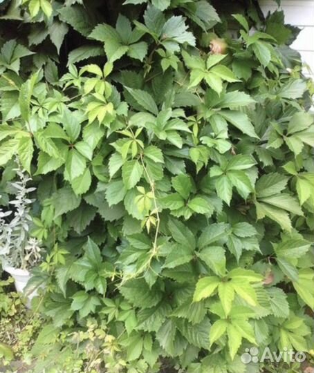 Дикий девичий виноград