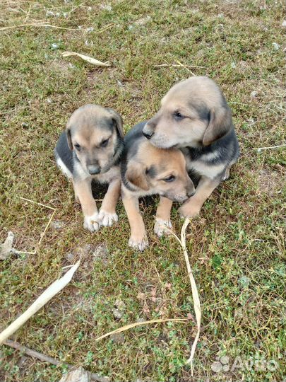 Продажа русских гончих