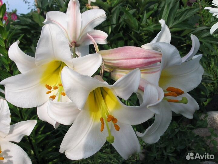 Лилии Трубчатые Вайт Планет 2шт