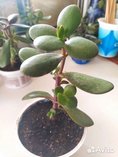 Денежное дерево с ритаулами для активации