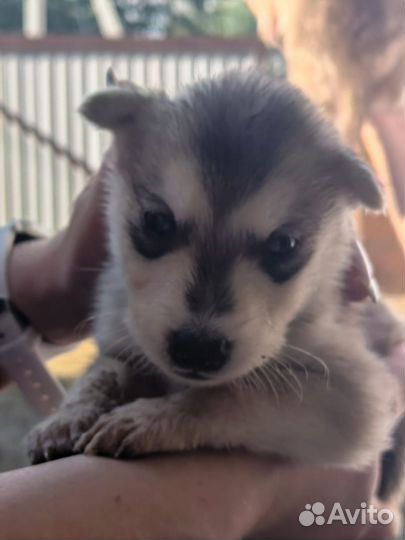 Аляскинский маламут щенки