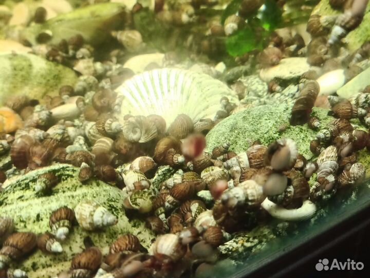 Аквариумные улитки Ампулярии