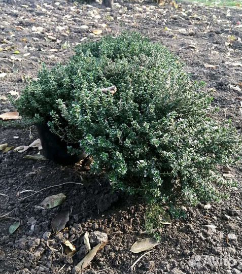 Тимьян (чабрец) (саженцы)