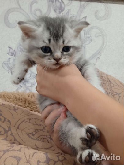 Шотландская