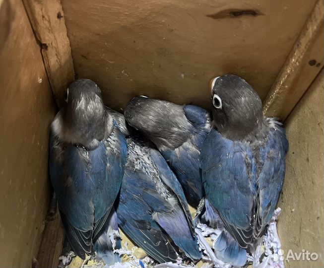 Масковые неразлучники