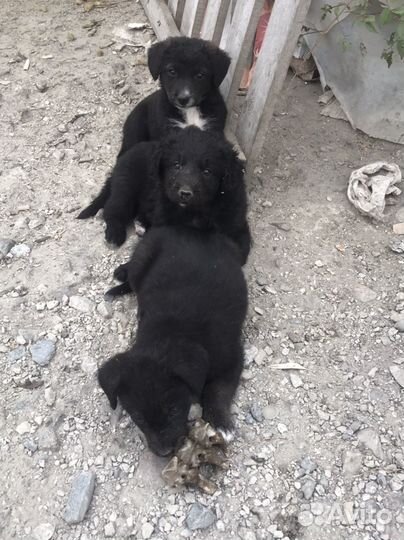 Собаки бесплатно