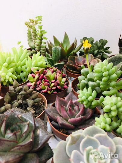 Продаю суккуленты
