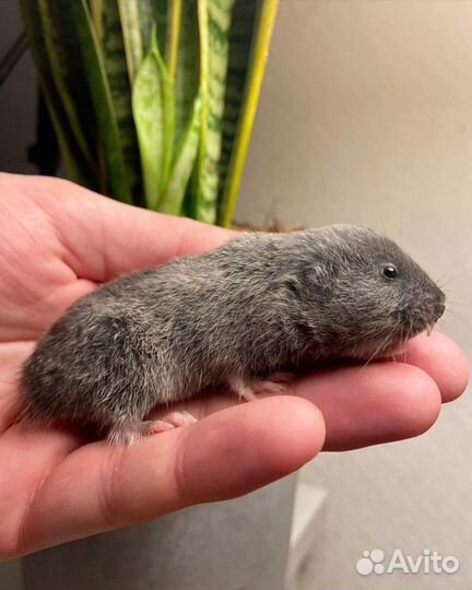 Слепушонка