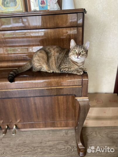 Ласковая, слишком ласковая Катюша ищет дом