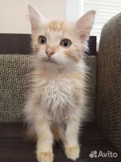 Кошка в дар бесплатно