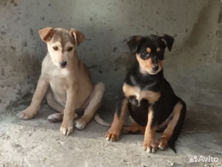 Щенок ищет дом