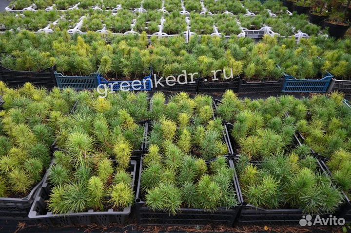 Кедр зкс 15-20 см