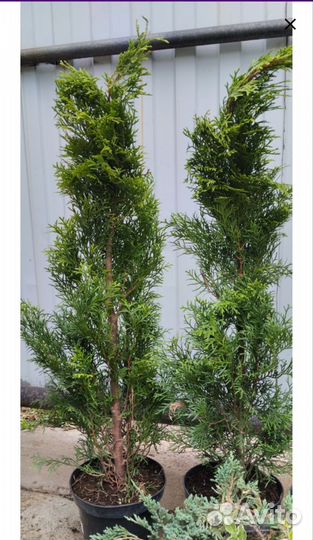 Туи западные смарагд. 4-х летки