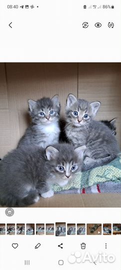 Котята в добрые руки