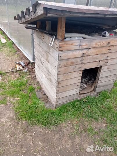Будка для собаки утепленная