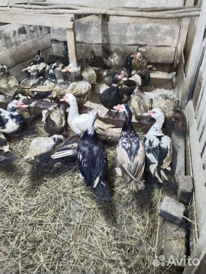 Мускусные утки