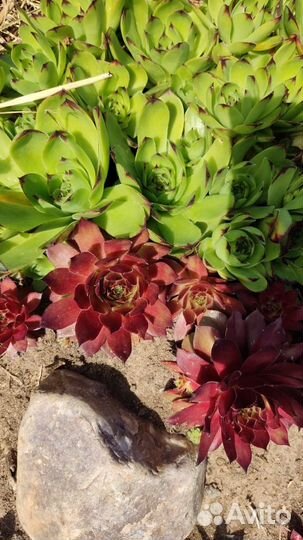 Каменные розы и др почвопокровники