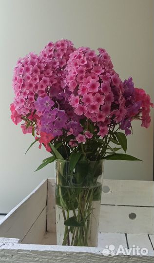 Флоксы, смесь сортов